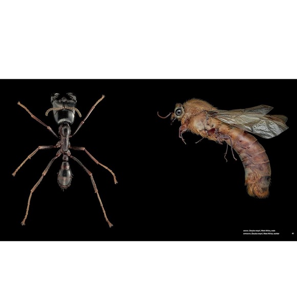 ANTS ~ Workers of the World ~ Hardcover Coffee Table Book ~ Illustrated - Picture 5 of 10